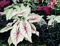 (16) coleus